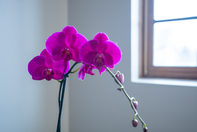Flowers next to a window